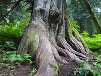 im Noerdlichsten Regen-Urwald