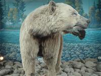 Der Grizzli bei Houston. 