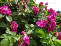 Rosa Canina riecht besonders gut