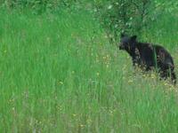 noch ein Schwarzbaer