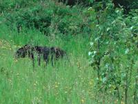 noch ein Schwarzbaer