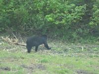 noch ein Schwarzbaer