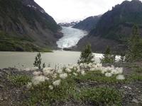 Baer Gletscher nahe Stewart