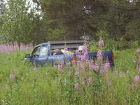 Die Natur holt sich diesen Pickup truck