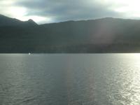 Ein Wal, dort, vor dem Wald :-)