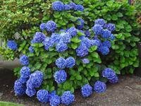 so blau sind die Hortentien 