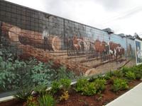 Chemainus, dieselben Kuehe ziehen nach links !