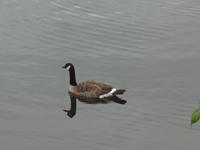 Eine Kanada Gans in Kanada