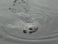 bin doch so suess mit meinen Puenktchen ! 