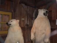 zum Glück nur ausgestopft...