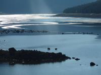 Medicine Lake mit Elchkuh und Jungem