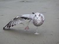 Long Beach, Vancouver Island