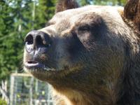 Grizzlys auf dem Grouse Mountain