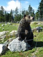 Grizzlys auf dem Grouse Mountain