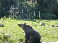 Grizzlys auf dem Grouse Mountain