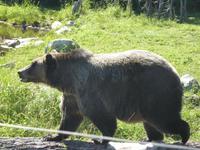 Grizzlys auf dem Grouse Mountain