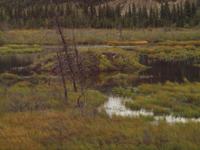 Zugfahrt mit dem Denali Star - Biberburg