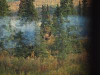 Tagestour in den Denali-Nationalpark - Elchbulle