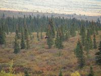Tagestour in den Denali-Nationalpark - Elchbulle