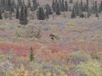 Tagestour in den Denali-Nationalpark - Elchkuh