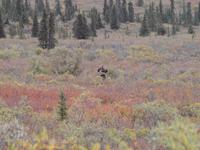 Tagestour in den Denali-Nationalpark - Elchkuh