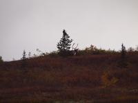 Tagestour in den Denali-Nationalpark - Karibu
