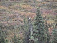Tagestour in den Denali-Nationalpark - Weißkopfseeadler