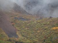 Tagestour in den Denali-Nationalpark - Dallschafe