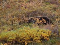 Tagestour in den Denali-Nationalpark - Grizzly