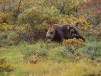 Tagestour in den Denali-Nationalpark - Grizzly