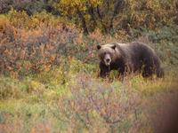 Tagestour in den Denali-Nationalpark - Grizzly