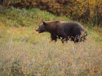 Tagestour in den Denali-Nationalpark - Grizzly