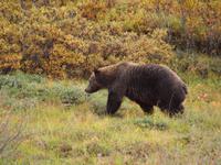 Tagestour in den Denali-Nationalpark - Grizzly