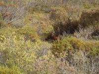 Tagestour in den Denali-Nationalpark