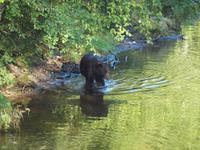 Ausflug Icy Strait Point - Braunbär