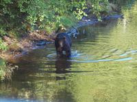 Ausflug Icy Strait Point - Braunbär