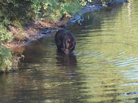 Ausflug Icy Strait Point - Braunbär
