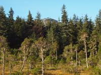 Ausflug Icy Strait Point