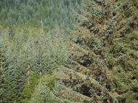 Ausflug Icy Strait Point - Weißkopfseeadler