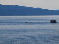 Ausflug Icy Strait Point