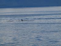 Ausflug Icy Strait Point - Orcas