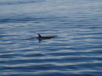 Ausflug Icy Strait Point - Orcas