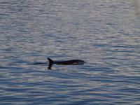 Ausflug Icy Strait Point - Orcas