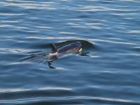 Ausflug Icy Strait Point - Orcas