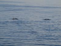 Ausflug Icy Strait Point - Orcas
