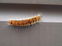 Ausflug in Ketchikan - Stadtbesichtigung