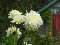 Ausflug nach Vancouver Island - Butchart Gardens