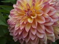 Ausflug nach Vancouver Island - Butchart Gardens