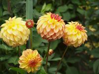 Ausflug nach Vancouver Island - Butchart Gardens