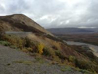 Tagestour in den Denali-Nationalpark